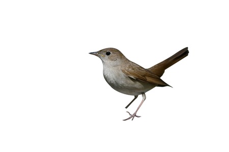 Nightingale, Luscinia megarhynchos, Single bird by water, Bulgaria, April 2017