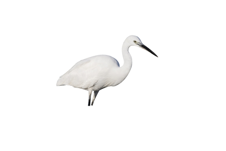 Little egret, Egretta garzetta, single bird in water, Romania, July 2017 の写真素材