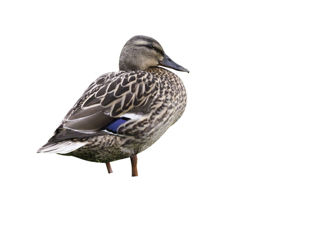 Mallard, Anas platyrhynchos, single female on grass, Midlands, April 2017の写真素材
