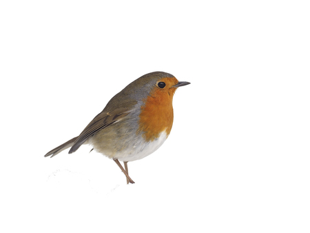 Robin, Erithacus rubecula, single bird in snow, Warwickshire, March 2018の写真素材