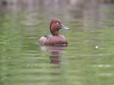 Ferruginous duck, Aythya nyroca, single male on water, captive.の写真素材