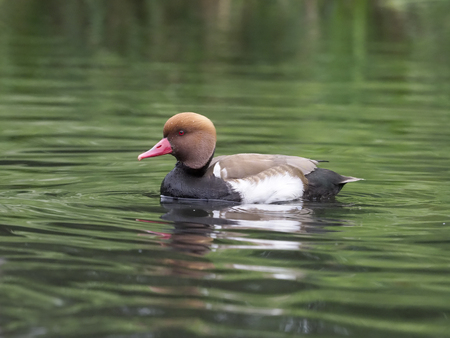 Red-crested pochard, Netta rufina, single male on water, captive.の写真素材