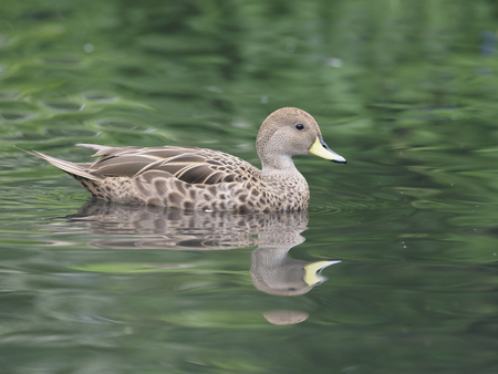 South georgia pintal, Anas georgica georgica, single bird on water, captive.の写真素材