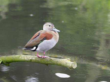 Ringed teal, Callonetta leucophrys, single bird on branch by water, captive.の写真素材