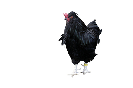 Black araucana, Domestic breed of fowl, Warwickshireの写真素材