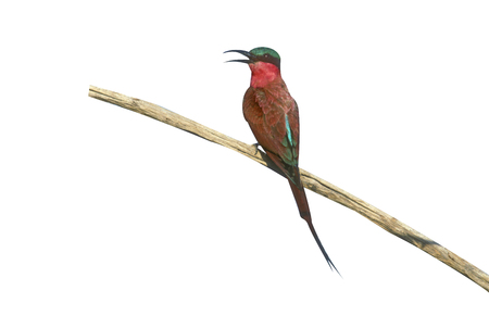 Carmine bee-eater, Merops nubicoides, single bird on branch, 
Botswanaの写真素材