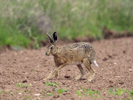 European brown hare, Lepus europaeus, single hare in field, Warwickshire, July 2018
