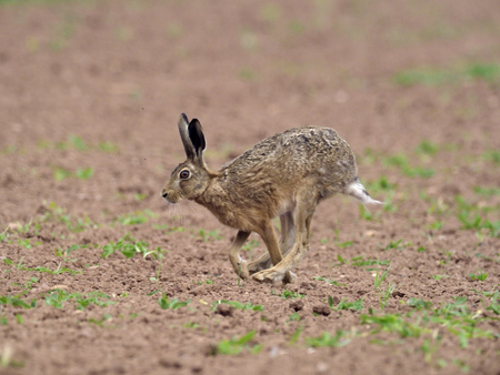 European brown hare, Lepus europaeus, single hare in field, Warwickshire, July 2018