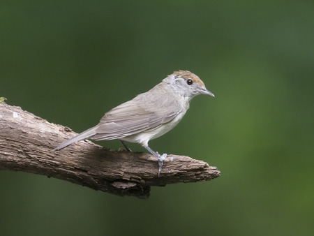 Blackcap, Sylvia atricapilla, single female on branch, Hungary, July 2018