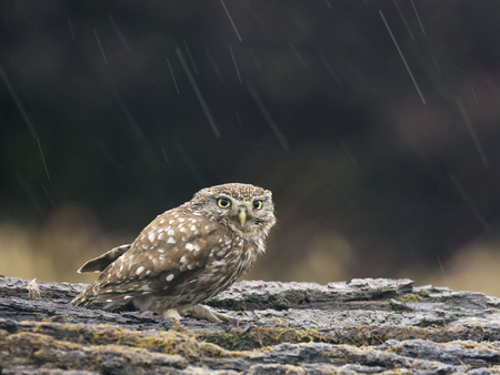 Little owl, Athene noctua, single bird on branch, Hungary, July 2018の写真素材