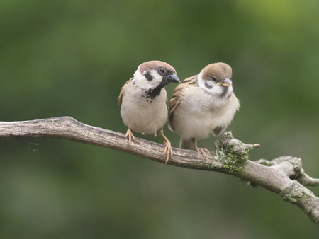 Tree sparrow, Passer montanus, adult with juvenile on branch, Hungary, July 2018の写真素材