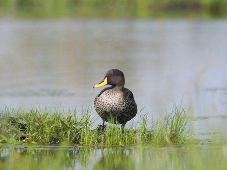 Yellow-billed duck, Anas undulata, single bird by water, Uganda, August 2018の写真素材