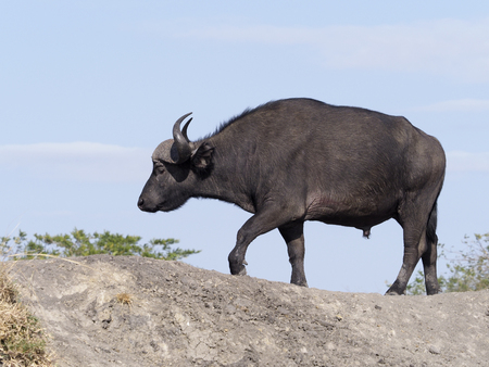 African buffalo, Syncerus caffer, Single mammal on grass, Uganda, August 2018の写真素材