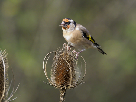 Goldfinch, Carduelis carduelis, Single bird on teasel, Warwickshire, October 2018の写真素材