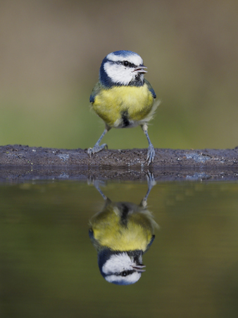 Blue tit, Cyanistes caeruleus, Single bird at water, Warwickshire, October 2018の写真素材