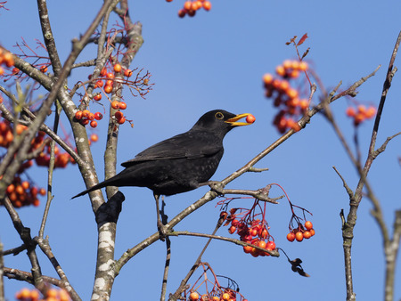 Blackbird, Turdus merula, Single male on Rowan berries, Warwickshire, October 2018の写真素材