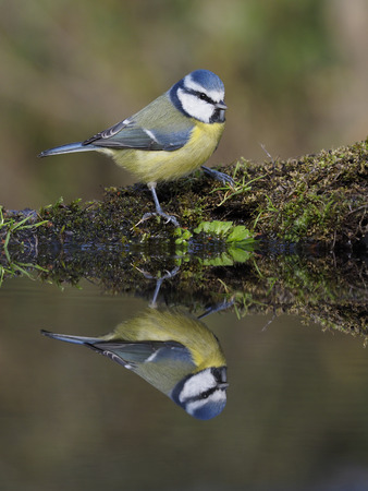 Blue tit, Cyanistes caeruleus, Single bird at water, Warwickshire, October 2018の写真素材