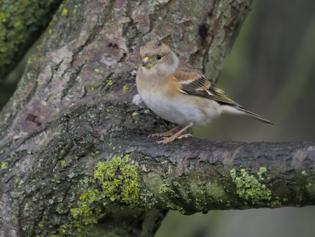Brambling, Fringilla montifringilla, Single female on branch, Warwickshire, November 2018の写真素材