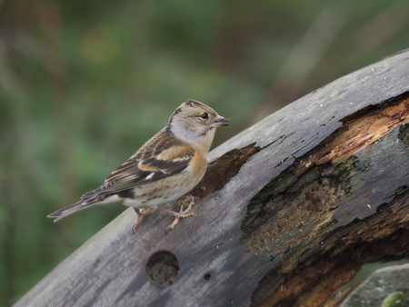 Brambling, Fringilla montifringilla, Single male on branch, Warwickshire, November 2018