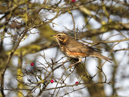 Redwing, Turdus iliacus, single bird on Hawthorn berry bush, Warwickshire