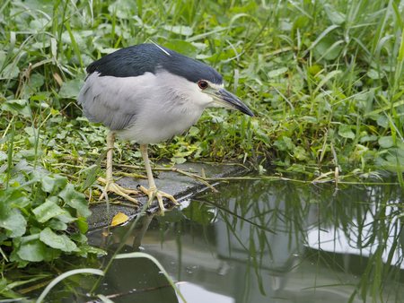 Black-crowned night-heron, Nycticorax nycticorax, Single bird by water, Taiwan,
