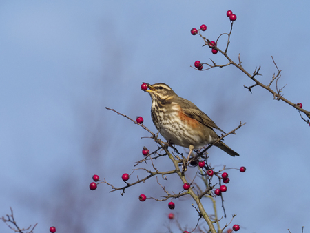 Redwing, Turdus iliacus, single bird on Hawthorn bush,の写真素材