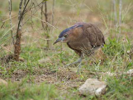 Malayan night-heron, Gorsachius melanolophus,  Single bird on grass, Taiwan