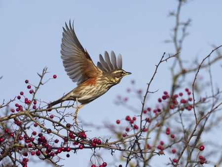 Redwing, Turdus iliacus, single bird in flight by Hawthorn bush,の写真素材