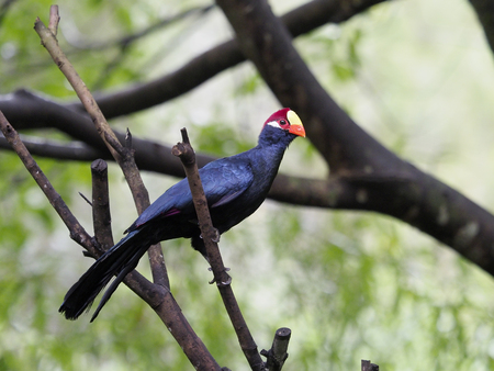 Violet turaco, Musophaga violacea, Single bird on branch, Captive,