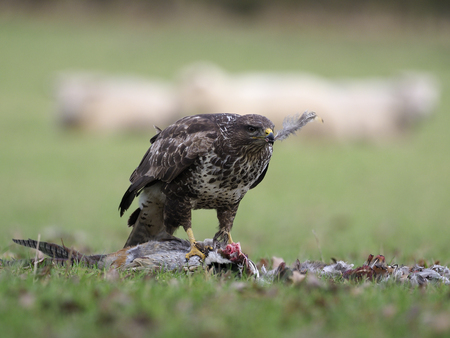 Common buzzard, Buteo buteo, Single bird on dead pheasant with sheep in background, Warwickshire,...