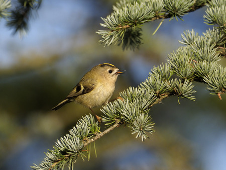 Goldcrest, Regulus regulus, single bird on branch, Warwickshireの写真素材
