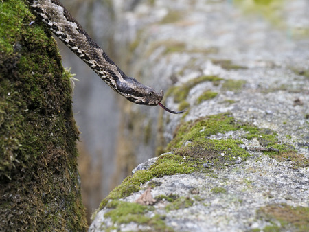 Nose-horned viper, Vipera ammodytes, Bulgariaの写真素材