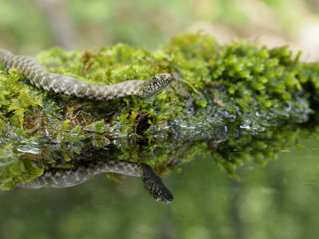 Dice snake, Natrix tessellata, Bulgaria