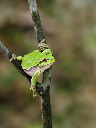 European tree frog, Hyla arborea, Bulgariaの写真素材
