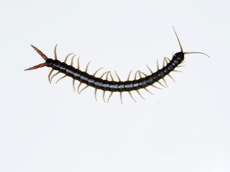 Scolopendra cingulata, also known as Megarian banded centipede and the Mediterranean banded centipede, Bulgariaの写真素材