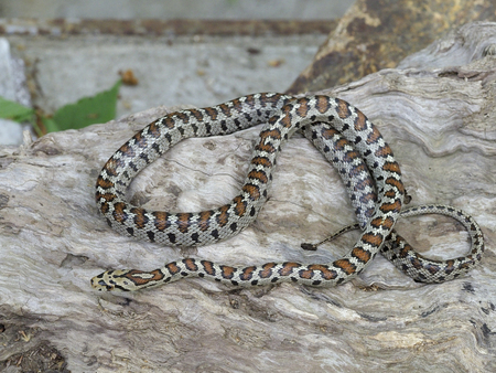 European ratsnake or Leapard snake,  Zamenis situla, Bulgaria