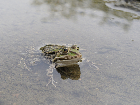 Marsh frog, Pelophylax ridibundus, Bulgariaの写真素材