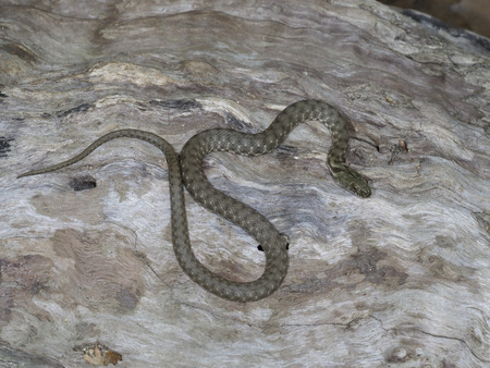 Dice snake, Natrix tessellata, Bulgaria