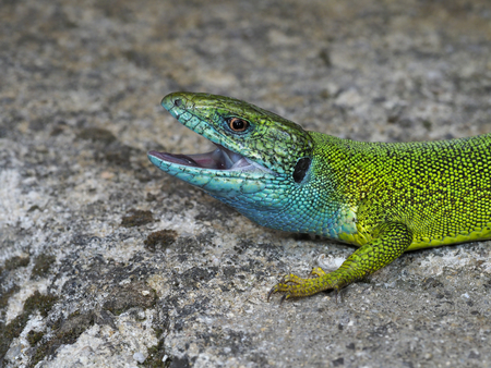 European green lizard, Lacerta viridis, ,  Bulgariaの写真素材