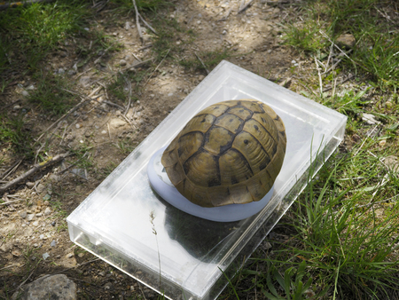 Hermann's tortoise, Testudo hermanni, Being measured,  Bulgaria