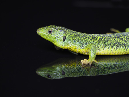 Balkan green lizard, Lacerta trilineata, Bulgariaの写真素材