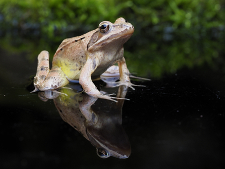 Agile frog,  Rana dalmatina, single frog, bulgaria