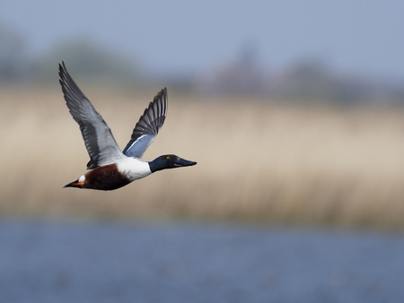 Northeren shoveler, Anas clypeata, single  in flight, Warwickshireの写真素材