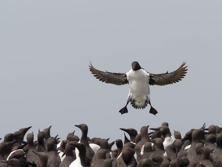 Guillemot, Uria aalge or Common mure, Single bird in flight, Northumberland