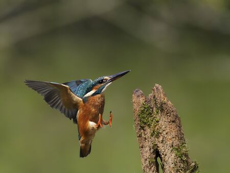 Kingfisher, Alcedo atthis, single bird on branchの写真素材