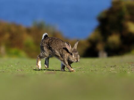 Rabbit on the grassの写真素材