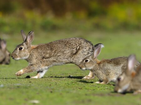 Rabbit on the grassの写真素材