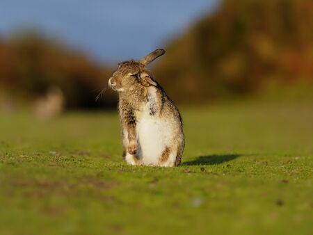 Rabbit on the grass