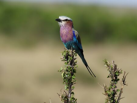 Lilac-breasted roller, Coracias caudata,   Single bird on branch, Kenya, September 2019 の写真素材