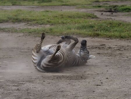 Grants zebra, Equus quagga boehmi, Single mammal dusting, Kenya, September 2019 の写真素材